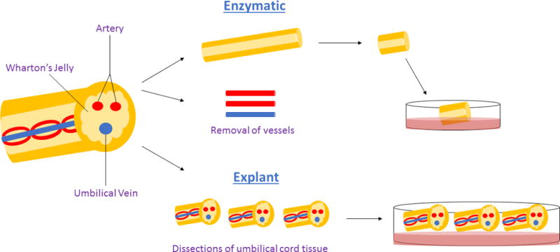 圖1:用于獲得沃頓膠衍生間充質干細胞的酶促與外植體方法。 圖1:用于獲得沃頓膠衍生間充質干細胞的酶促與外植體方法。