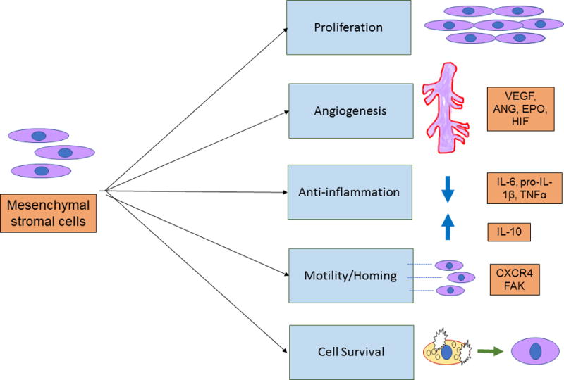 間充質干細胞的治療作用 間充質干細胞的治療作用
