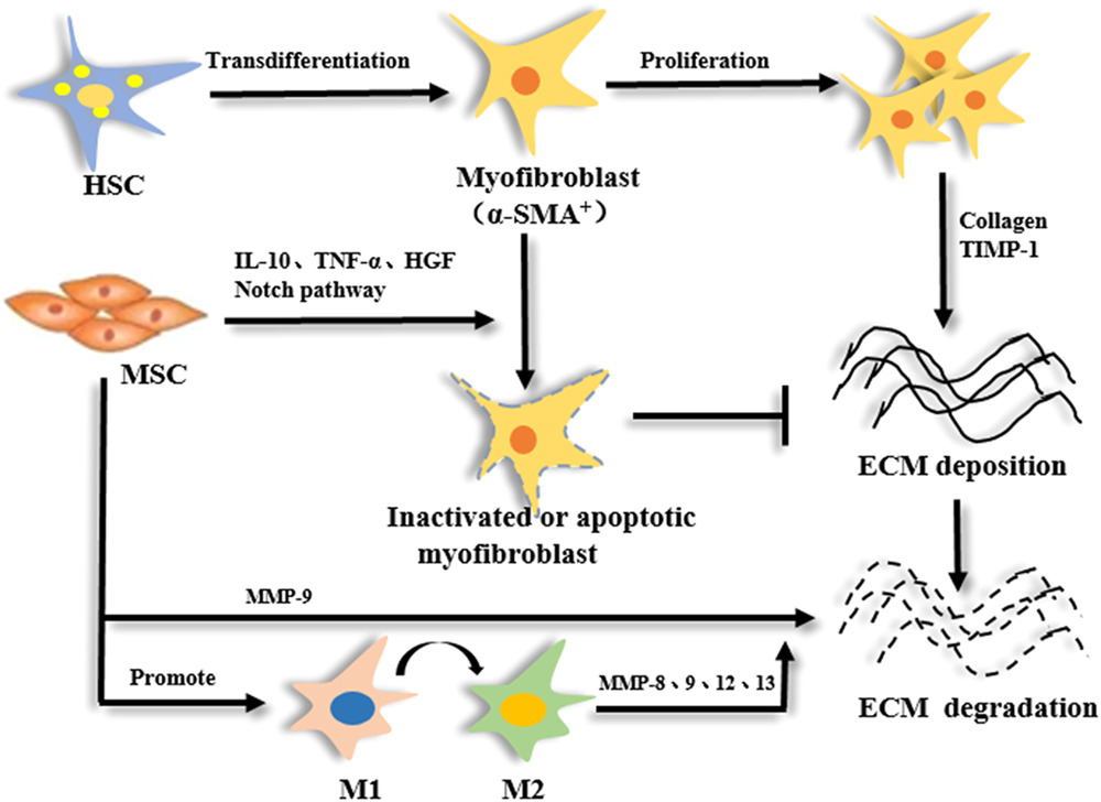 間充質(zhì)干細胞 (MSC) 減少纖維化的機制 間充質(zhì)干細胞 (MSC) 減少纖維化的機制