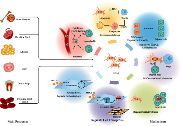 間充質干細胞治療肝纖維化/肝硬化的主要資源和潛在治療機制 間充質干細胞治療肝纖維化/肝硬化的主要資源和潛在治療機制