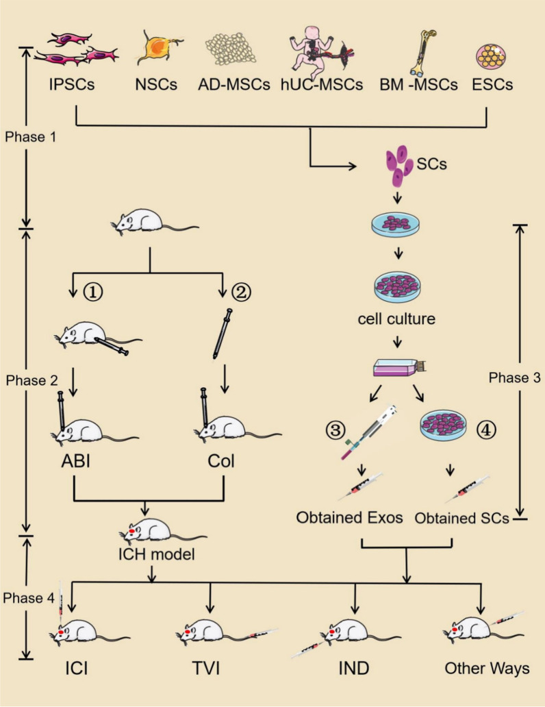 干細胞和干細胞衍生的外泌體用于治療腦出血小鼠 圖1:干細胞和干細胞衍生的外泌體用于治療腦出血小鼠