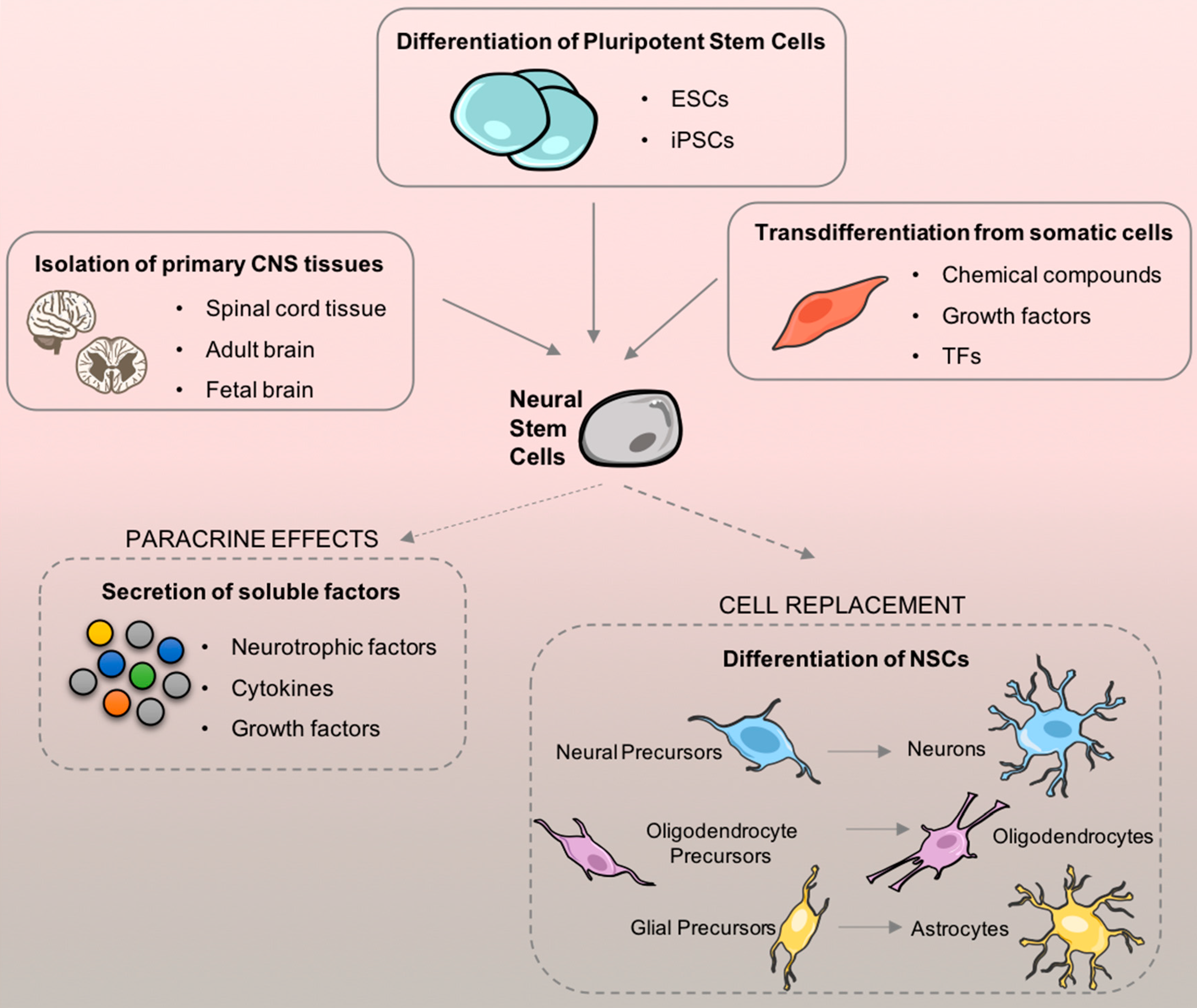 圖1.?神經干細胞 (NSC) 來源及其在細胞移植后的治療適用性。 圖1.?神經干細胞 (NSC) 來源及其在細胞移植后的治療適用性。