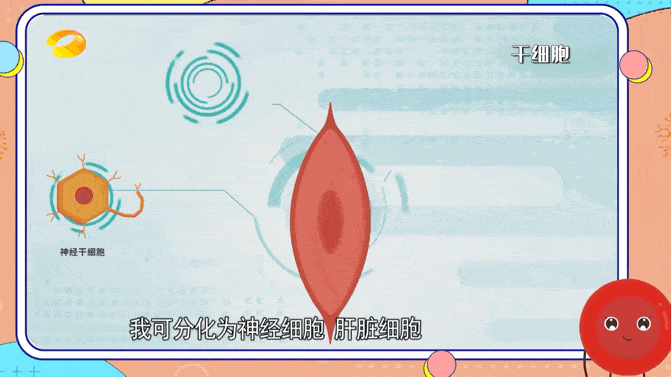 干細胞療法治療腦損傷 干細胞療法治療腦損傷