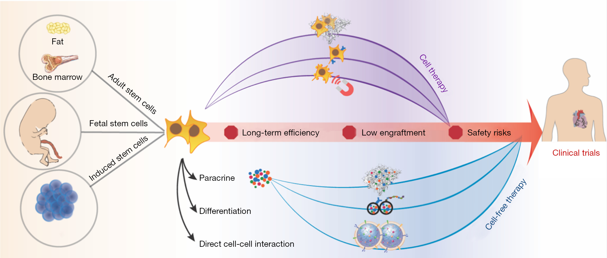 圖1:加速干細(xì)胞療法臨床轉(zhuǎn)化的生物工程策略。 圖1:加速干細(xì)胞療法臨床轉(zhuǎn)化的生物工程策略。