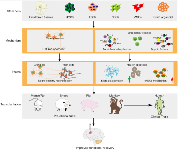 圖1:干細胞類型及治療缺血性腦損傷的治療機制。 圖1:干細胞類型及治療缺血性腦損傷的治療機制。