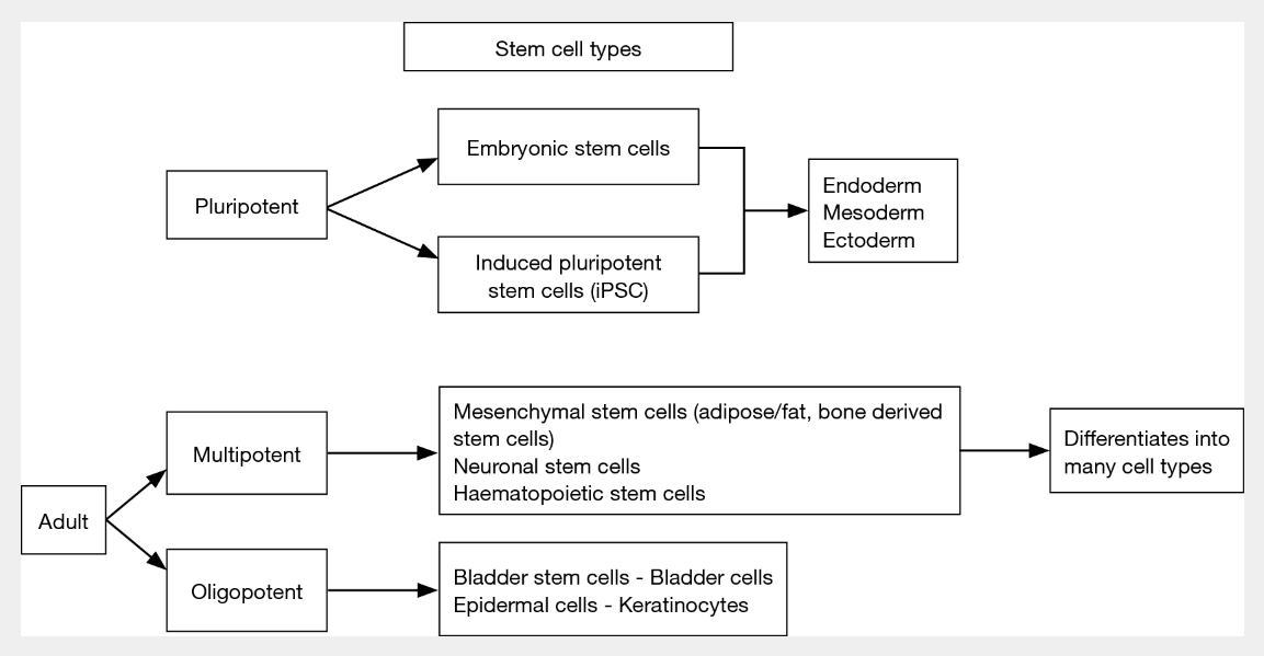 圖1:干細胞:類型和特征 圖1:干細胞:類型和特征