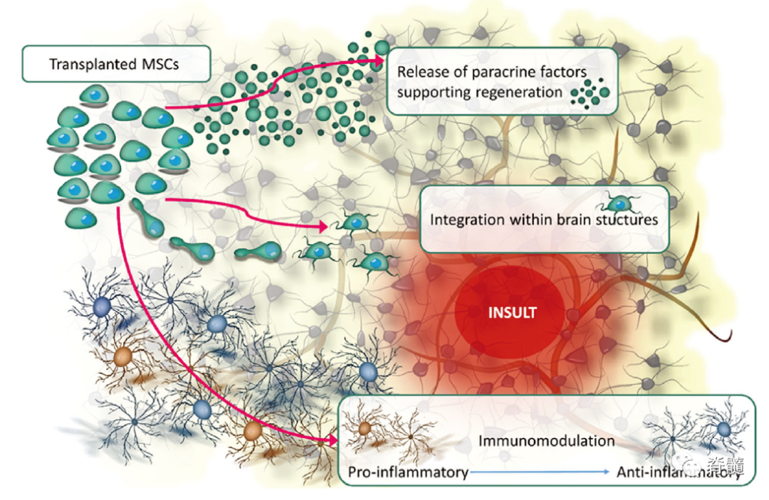 02間充質干細胞的作用機制 02間充質干細胞的作用機制