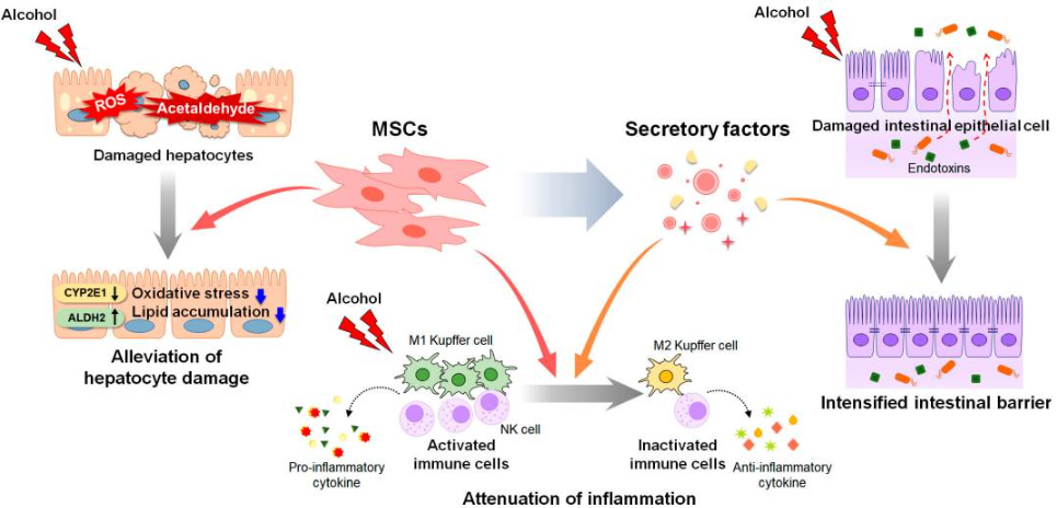 間充質干細胞和間充質干細胞衍生因子對酒精性肝病進展的影響(圖2)。 間充質干細胞和間充質干細胞衍生因子對酒精性肝病進展的影響(圖2)。