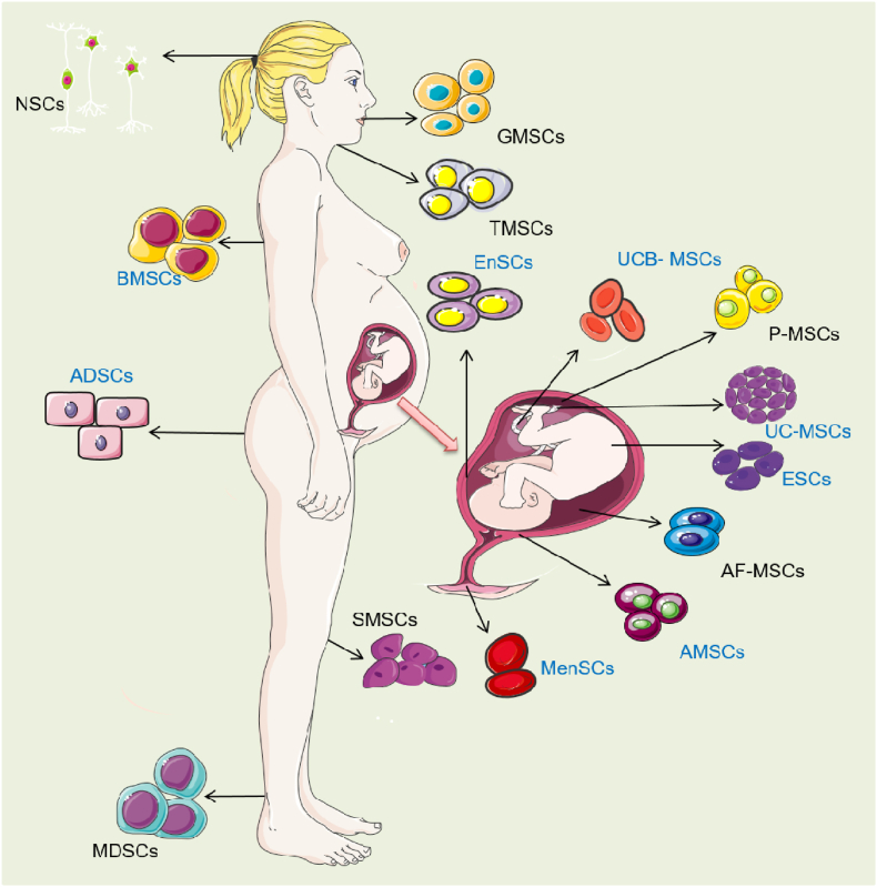可治療子宮內膜損傷的干細胞類型 可治療子宮內膜損傷的干細胞類型