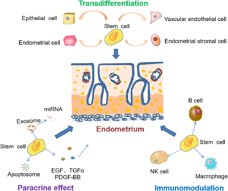 圖3:干細胞修復子宮內膜損傷的機制 圖3:干細胞修復子宮內膜損傷的機制