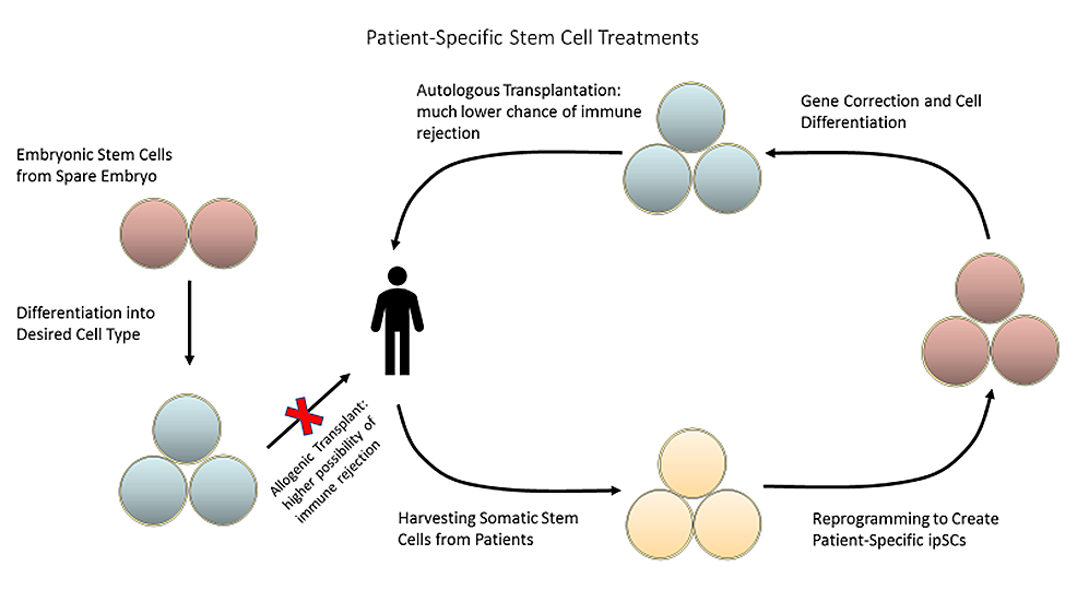 圖2:可以從患者體內采集成體干細胞并將其重新編程為誘導多能干細胞,以創建針對患者的療法,從而降低免疫排斥的風險