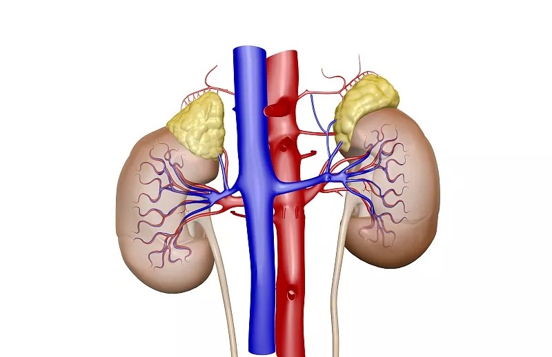 間充質干細胞治療急性/慢性腎臟病的潛力和療效 間充質干細胞治療急性/慢性腎臟病的潛力和療效