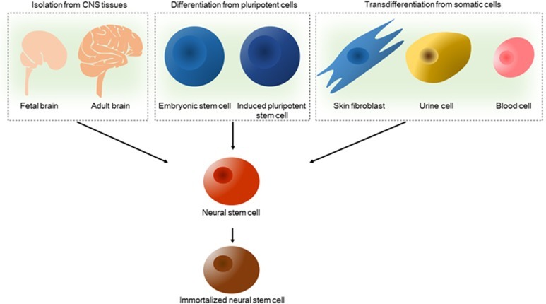 神經干細胞的來源 圖2:神經干細胞的來源