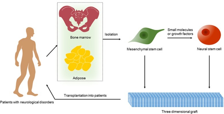 神經干細胞的衍生和移植的治療策略 神經干細胞的衍生和移植的治療策略