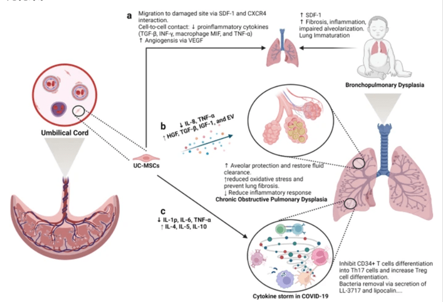 間充質干細胞是治療肺部疾病的良好候選者 間充質干細胞是治療肺部疾病的良好候選者