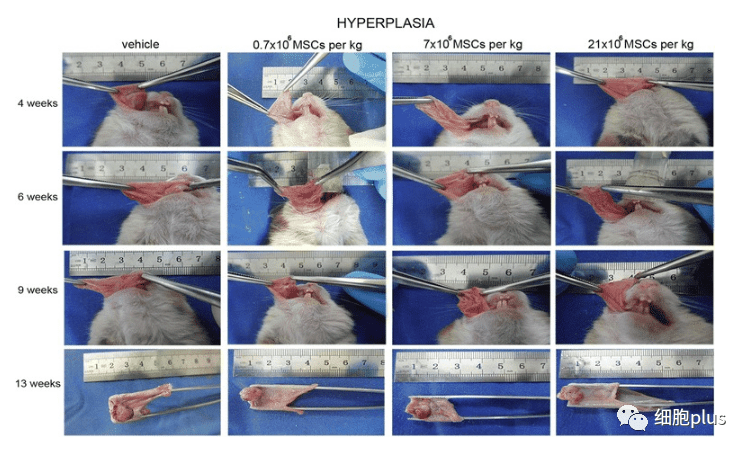 全身注射同種異體間充質干細胞不會加速癌前病變的進展 全身注射同種異體間充質干細胞不會加速癌前病變的進展