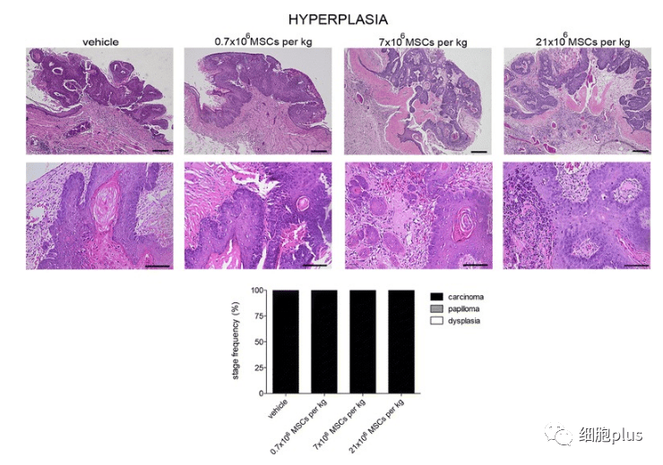 2?全身施用同種異體間充質干細胞不會增加腫瘤惡性程度 2?全身施用同種異體間充質干細胞不會增加腫瘤惡性程度