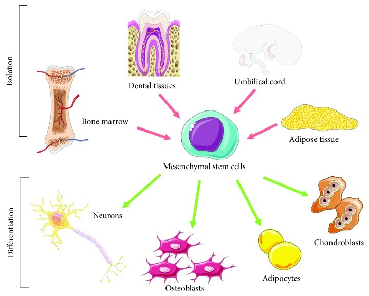 間充質(zhì)干細胞的分離和分化潛能 間充質(zhì)干細胞 (MSC) 的分離和分化潛能