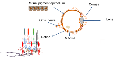 眼睛:?由不同細(xì)胞類型層組成的復(fù)雜器官