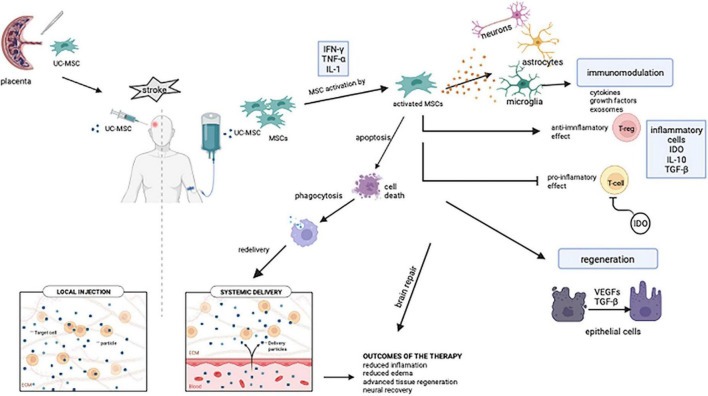 圖1:靜脈內間充質干細胞介導的免疫調節和組織恢復的潛在機制 圖1:靜脈內間充質干細胞介導的免疫調節和組織恢復的潛在機制
