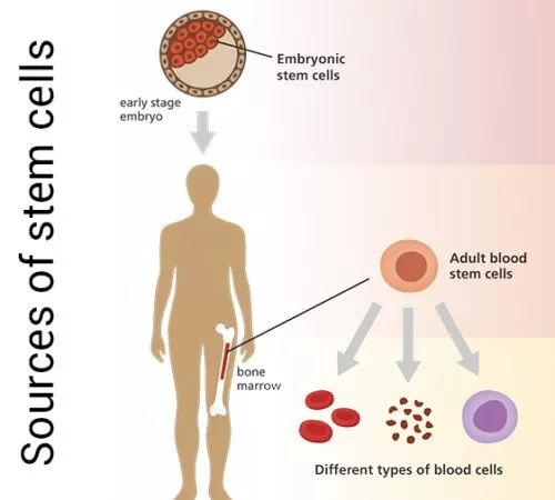 干細(xì)胞的來源是什么 干細(xì)胞的來源是什么