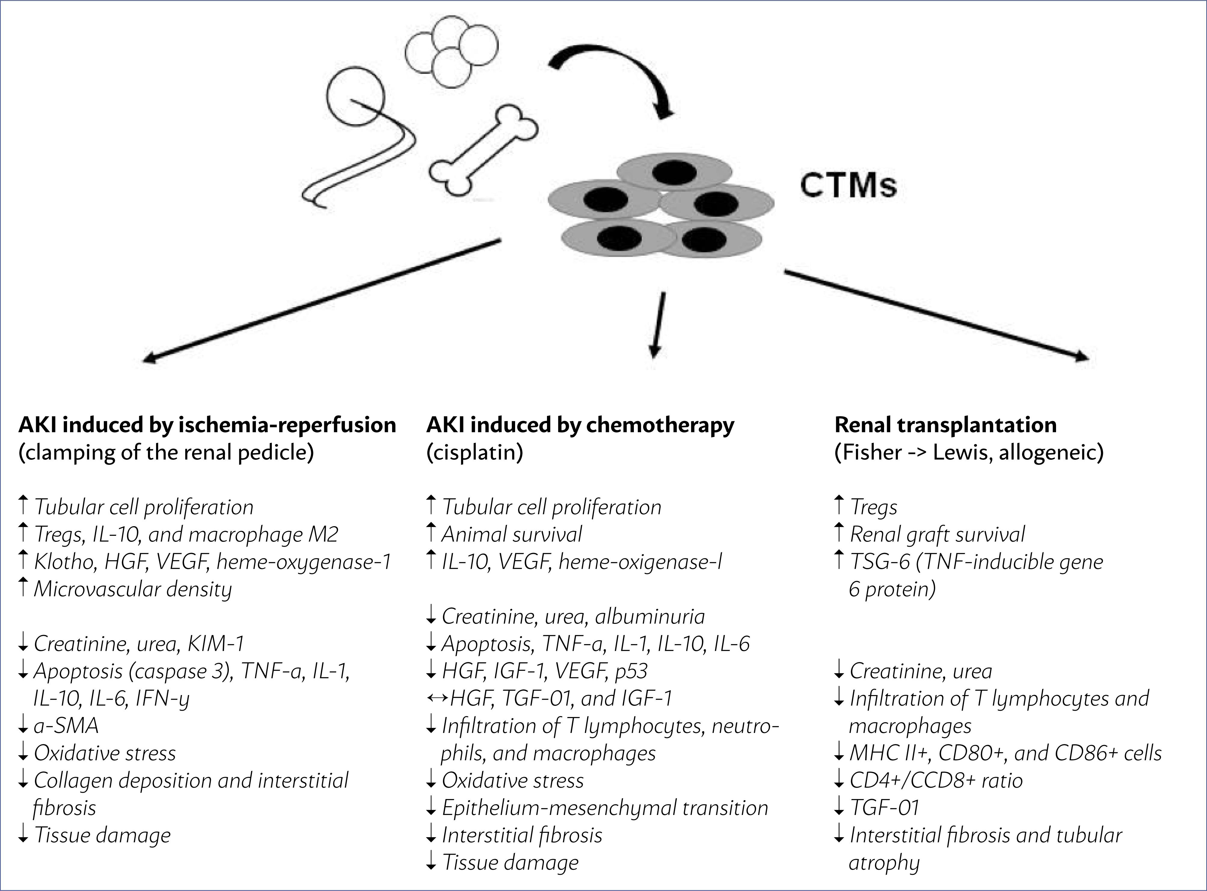 圖1:從骨髓、脂肪組織和臍帶中提取的間充質(zhì)干細(xì)胞在幾種AKI模型中通過腎蒂鉗夾缺血再灌注、化療(順鉑)和腎移植的主要作用。 圖1:從骨髓、脂肪組織和臍帶中提取的間充質(zhì)干細(xì)胞在幾種AKI模型中通過腎蒂鉗夾缺血再灌注、化療(順鉑)和腎移植的主要作用。