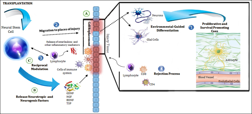移植的神經干細胞在宿主中的作用機制 移植的神經干細胞在宿主中的作用機制