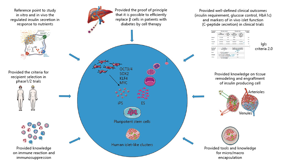 圖2:胰島移植對1型糖尿病干細胞衍生β細胞療法的貢獻。 圖2:胰島移植對1型糖尿病干細胞衍生β細胞療法的貢獻。
