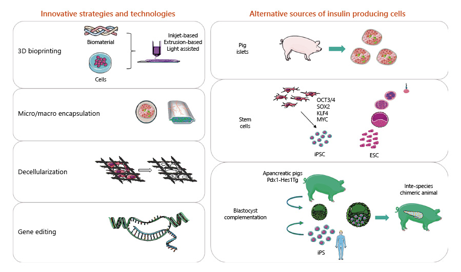 圖1:用于替代β細胞的胰島素生成細胞的創(chuàng)新技術和替代來源。 圖1:用于替代β細胞的胰島素生成細胞的創(chuàng)新技術和替代來源。