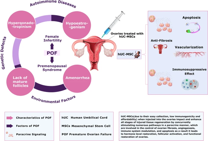間充質(zhì)干細(xì)胞治療卵巢早衰的治療潛力 間充質(zhì)干細(xì)胞治療卵巢早衰的治療潛力