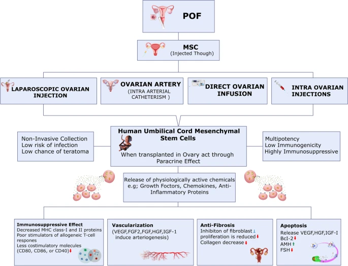 使用干細(xì)胞治療卵巢損傷的擬議機(jī)制。 使用干細(xì)胞治療卵巢損傷的擬議機(jī)制。