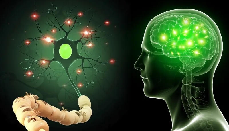 用于神經(jīng)系統(tǒng)疾病的干細胞