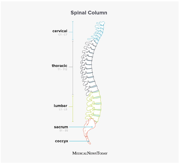 脊髓損傷的類型 脊髓損傷的類型