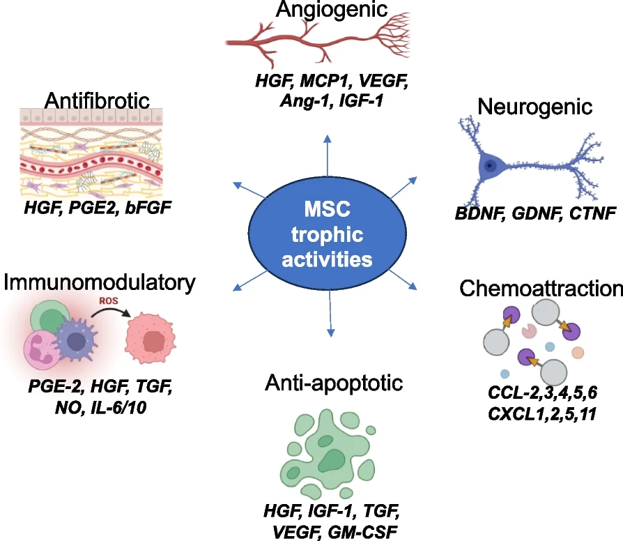 間充質干細胞的功能:間充質干細胞的關鍵營養功能和參與組織修復和免疫調節的生物活性因子的示意圖 間充質干細胞的功能:間充質干細胞的關鍵營養功能和參與組織修復和免疫調節的生物活性因子的示意圖