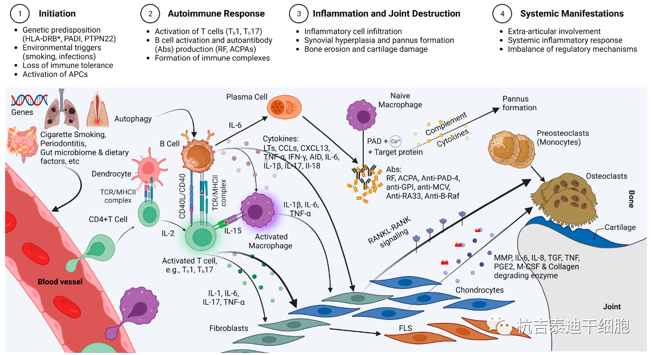 圖1:RA的免疫發(fā)病機(jī)制示意圖,強(qiáng)調(diào)了在RA發(fā)展中發(fā)揮關(guān)鍵作用的各種細(xì)胞和分子因素的復(fù)雜相互作用。 圖1:RA的免疫發(fā)病機(jī)制示意圖,強(qiáng)調(diào)了在RA發(fā)展中發(fā)揮關(guān)鍵作用的各種細(xì)胞和分子因素的復(fù)雜相互作用。