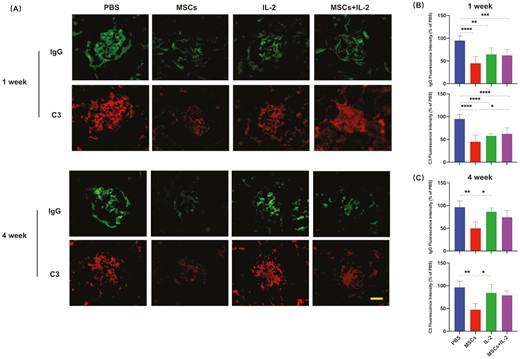 圖3:UC-MSCs治療維持了對免疫復合物沉積的長期抑制 圖3:UC-MSCs治療維持了對免疫復合物沉積的長期抑制