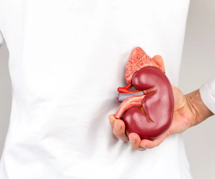 慢性腎臟病的第一階段:原因、癥狀和治療 慢性腎臟病的第一階段:原因、癥狀和治療