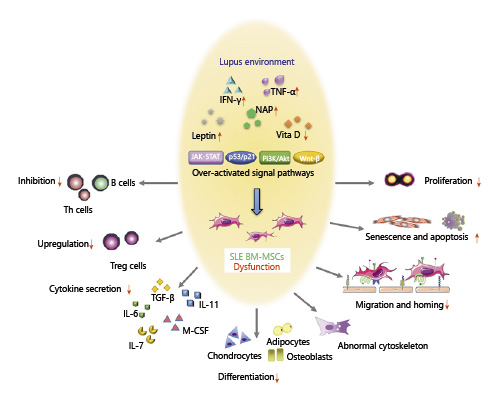 SLE 中 BM-MSC 的功能障礙。來自狼瘡小鼠或患者的 BM-MSC 表現出遷移、增殖、分化和免疫調節能力受損,并且衰老加劇。SLE中體內炎癥環境異常以及JAK-STAT、p53/p21、PI3K/Akt、Wnt/beta-catenin等信號通路的異常可能與BM-MSCs的缺陷有關。 SLE中BM-MSC的功能障礙。來自狼瘡小鼠或患者的BM-MSC表現出遷移、增殖、分化和免疫調節能力受損,并且衰老加劇。SLE中體內炎癥環境異常以及JAK-STAT、p53/p21、PI3K/Akt、Wnt/beta-catenin等信號通路的異常可能與BM-MSCs的缺陷有關。