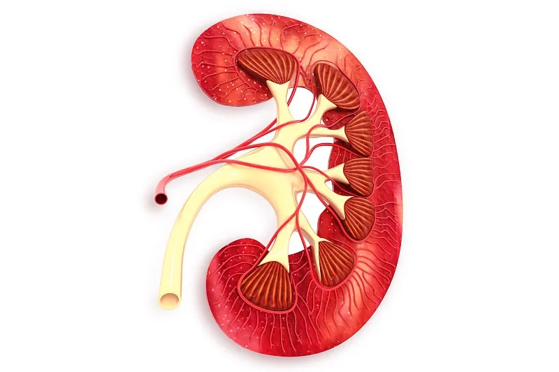 干細胞用于慢性腎病和急性腎損傷的腎臟再生 干細胞用于慢性腎病和急性腎損傷的腎臟再生