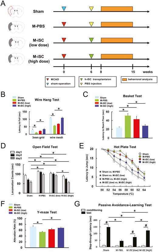MCAO后顱內(nèi)移植h-iSC可改善神經(jīng)功能。 MCAO后顱內(nèi)移植h-iSC可改善神經(jīng)功能。