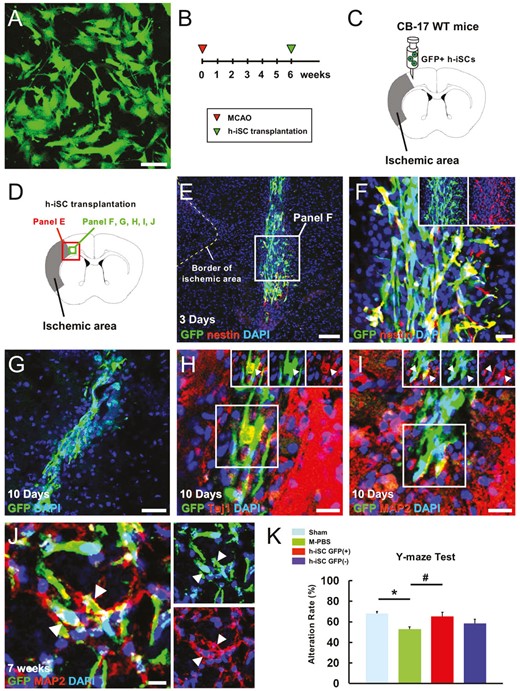 移植的h-iSC分化為成熟神經(jīng)元,可能有助于MCAO后神經(jīng)功能的恢復(fù) 移植的h-iSC分化為成熟神經(jīng)元,可能有助于MCAO后神經(jīng)功能的恢復(fù)