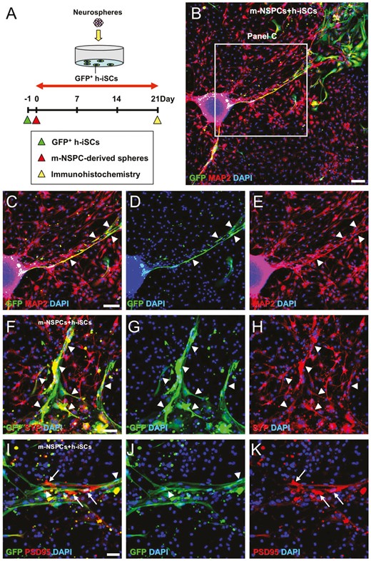 h-iSCs可以與m-NSPCs共培養(yǎng)形成神經(jīng)元回路。 h-iSCs可以與m-NSPCs共培養(yǎng)形成神經(jīng)元回路。