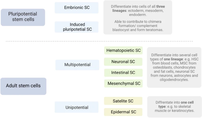 圖2:干細(xì)胞根據(jù)分化潛能進(jìn)行分裂。 圖2:干細(xì)胞根據(jù)分化潛能進(jìn)行分裂。