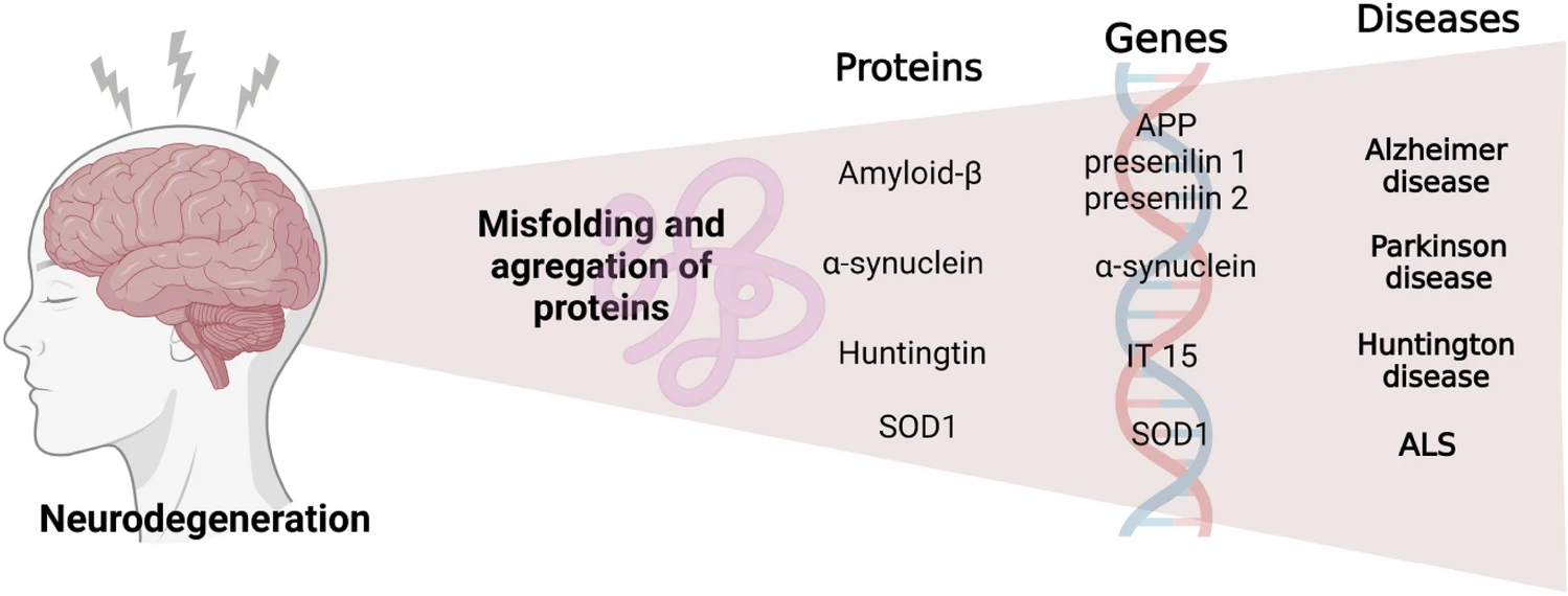 圖3:神經(jīng)退行性疾病發(fā)生的過程。 圖3:神經(jīng)退行性疾病發(fā)生的過程。