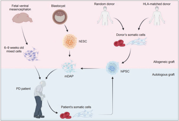 圖1:帕金森病 (PD) 細(xì)胞替代療法的潛在細(xì)胞來源比較。 圖1:帕金森病 (PD) 細(xì)胞替代療法的潛在細(xì)胞來源比較。