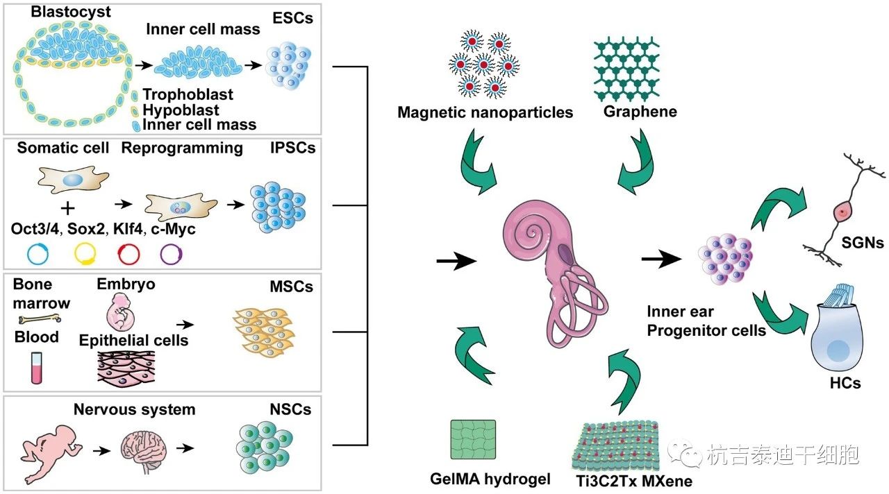 圖1. 針對干細胞治療聽力障礙的機制。 圖1. 針對干細胞治療聽力障礙的機制。
