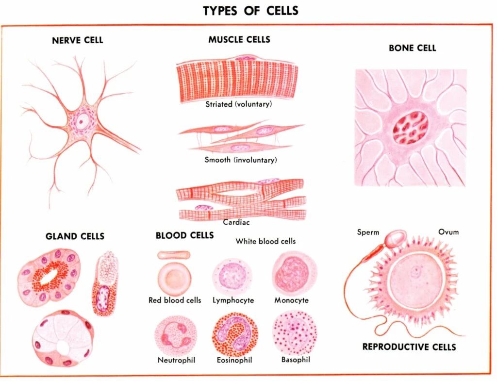 人體形形色色的細胞類型 人體形形色色的細胞類型
