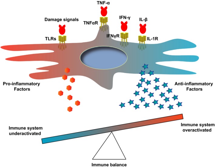圖2:顯示免疫系統(tǒng)平衡的表格 圖2:顯示免疫系統(tǒng)平衡的表格