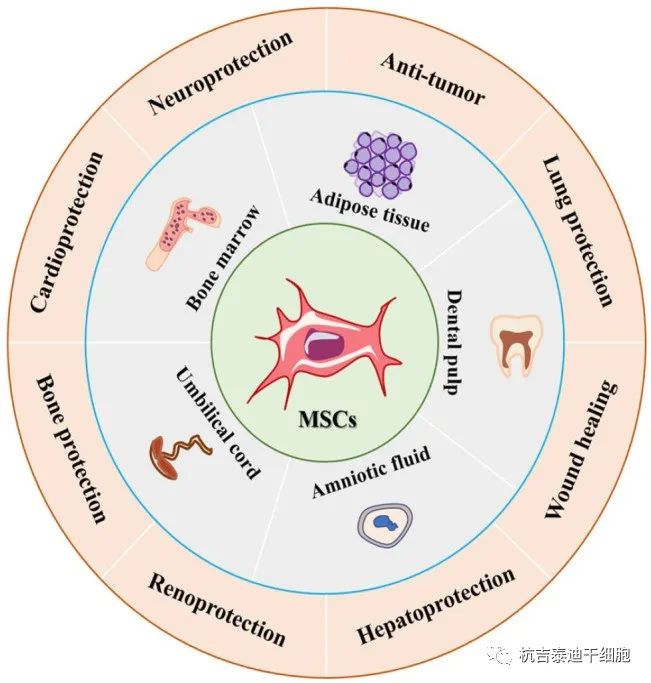圖1:間充質干細胞的來源和應用 圖1:間充質干細胞的來源和應用