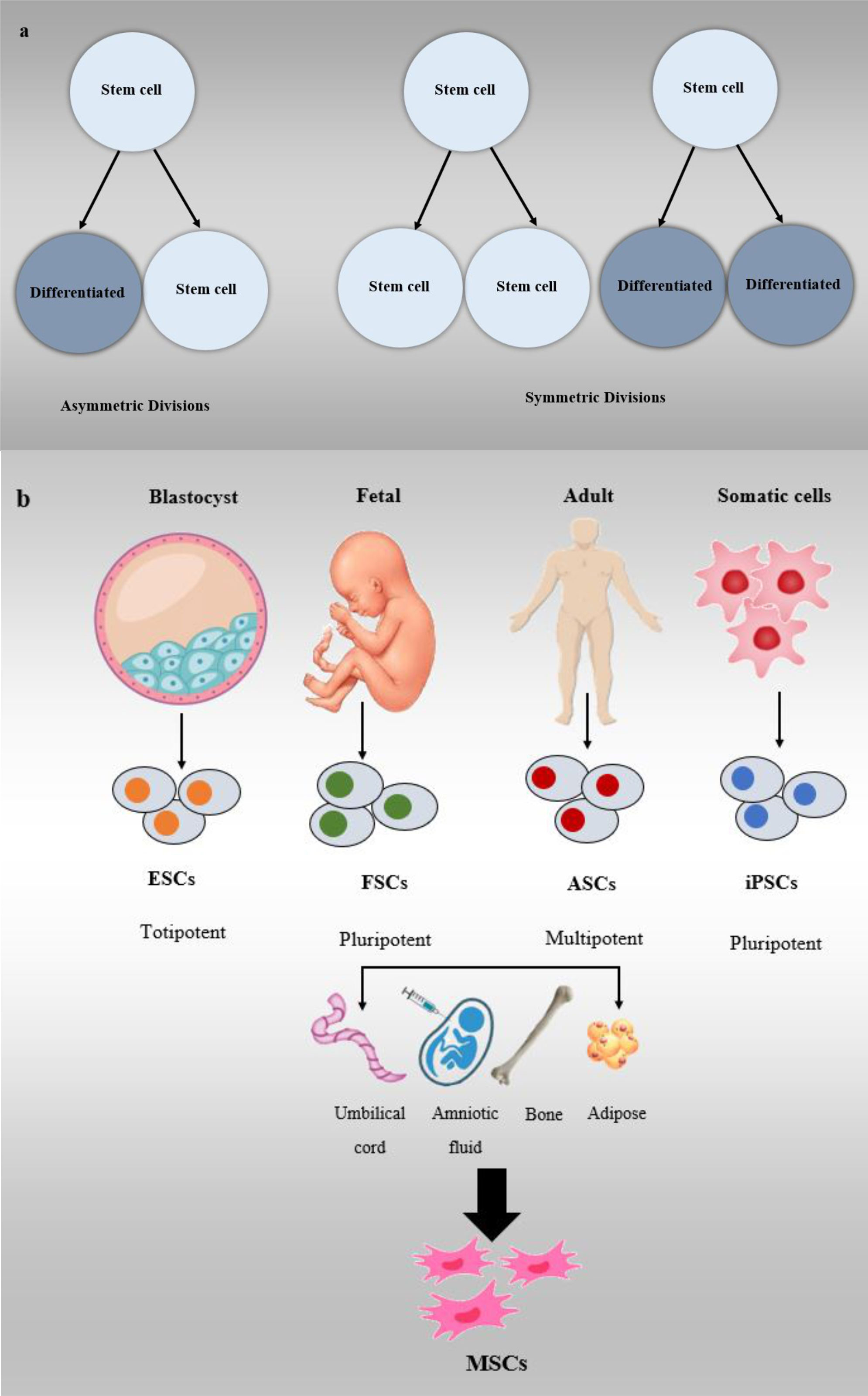 圖3:干細胞分類 圖3:干細胞分類